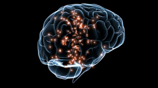 Logran reconstruir la imagen de una cara a partir de ondas cerebrales
